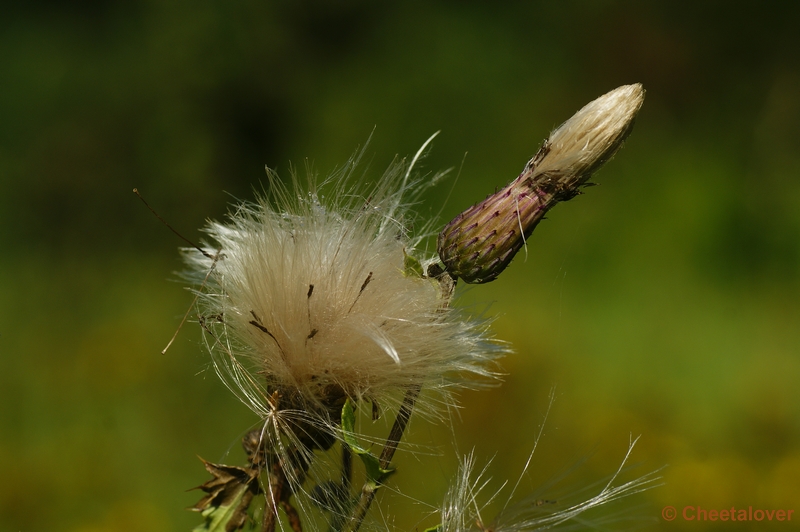 _DSC0026.JPG - Uitgebloeide Paardebloem