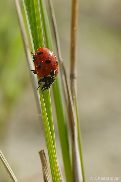 _DSC0221.JPG - Lieveheersbeestje