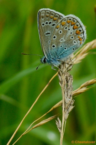 _DSC0360.JPG - Icarusblauwtje