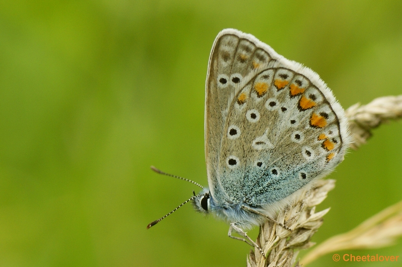 _DSC0369.JPG - Icarusblauwtje