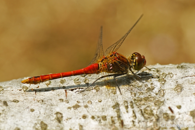 _DSC0014.JPG - Bloedrode Heidelibel