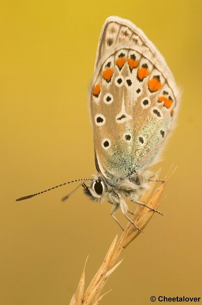 DSC08442.JPG - Icarus Blauwtje