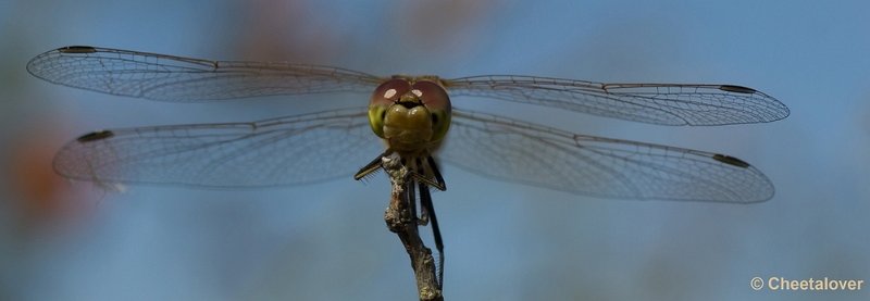 DSC08607.JPG - Heidelibel