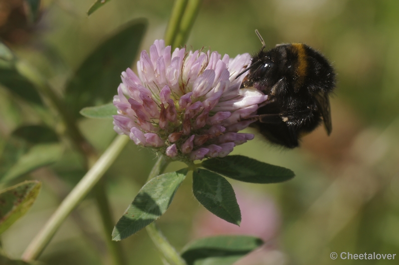 DSC03850.JPG - Hommel op een klaver