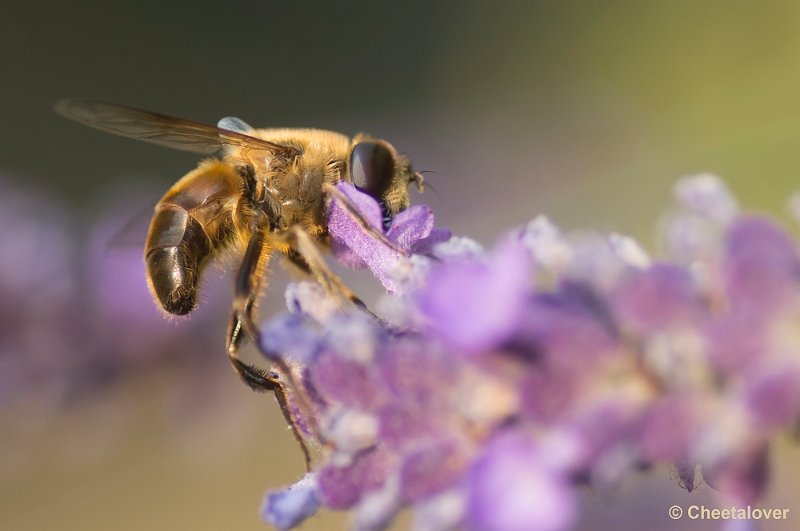 _DSC8508.JPG - Bij op Lavendel