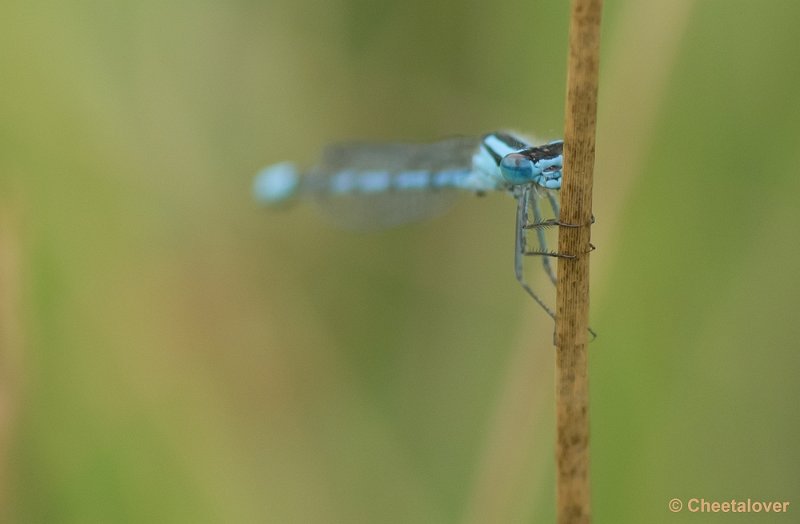 _DSC0010.JPG - Watersnuffel