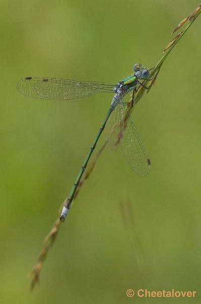 _DSC9940.JPG - Gewone Pantserjuffer