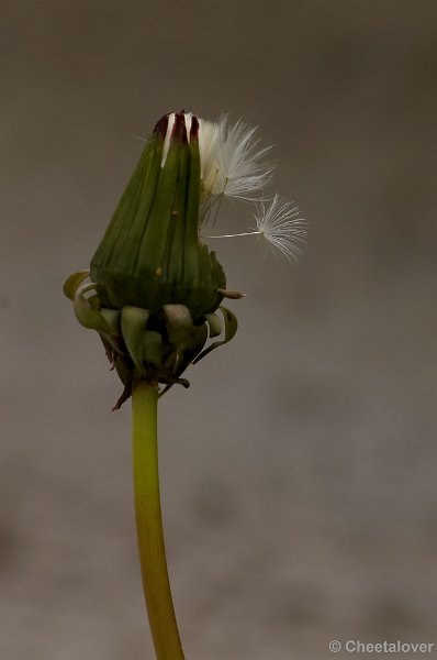_DSC4018-2.JPG - Uitgebloeide Paardebloem