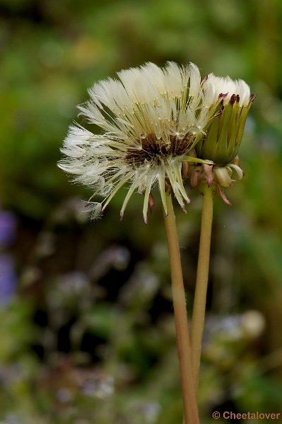 _DSC4025-2.JPG - Uitgebloeide Paardebloem