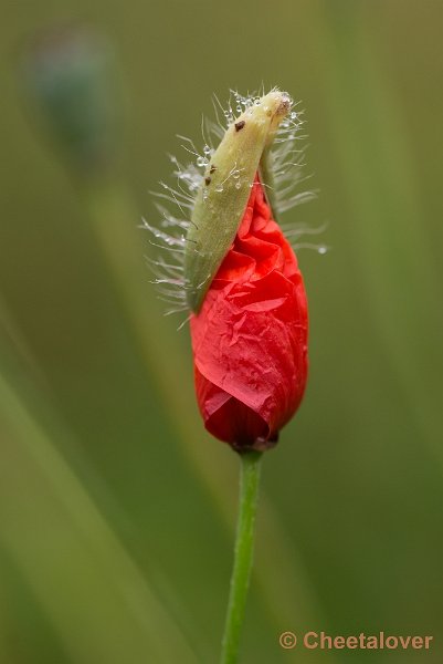 _DSC1905.JPG - Natuurtuin 't Loo
