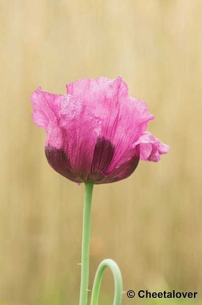 _DSC1942.JPG - Natuurtuin 't Loo