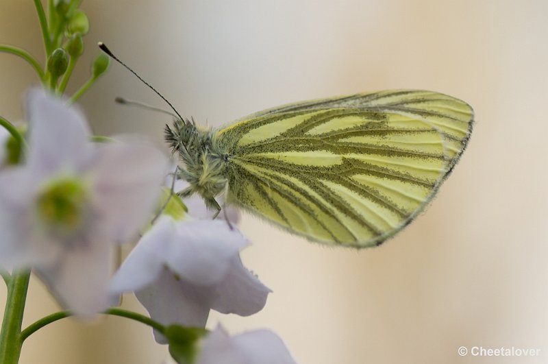 _DSC9928.JPG - Geaderd Witje