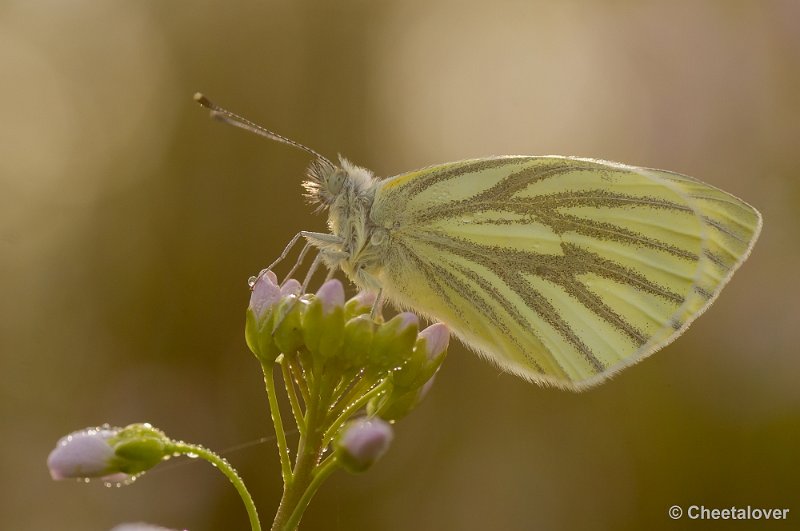 _DSC9965.JPG - Geaderd Witje