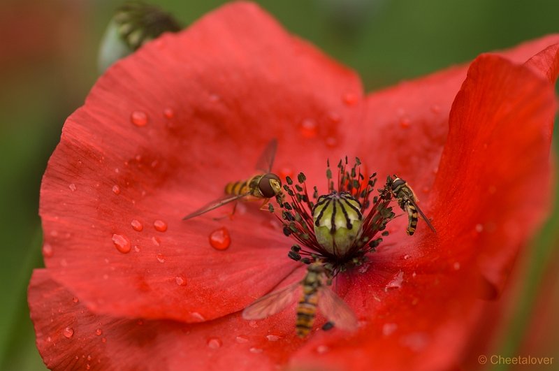_DSC4310.JPG - Macro augustus