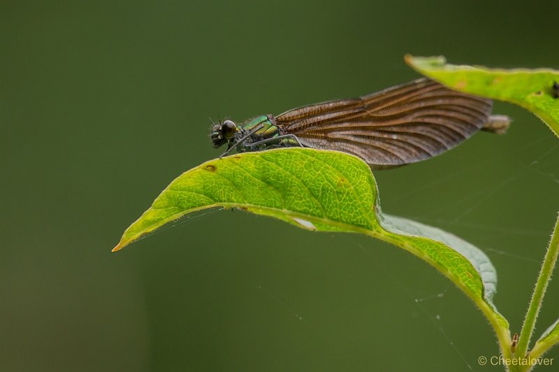 _DSC4367.JPG - Macro augustus