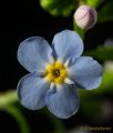 _DSC0432