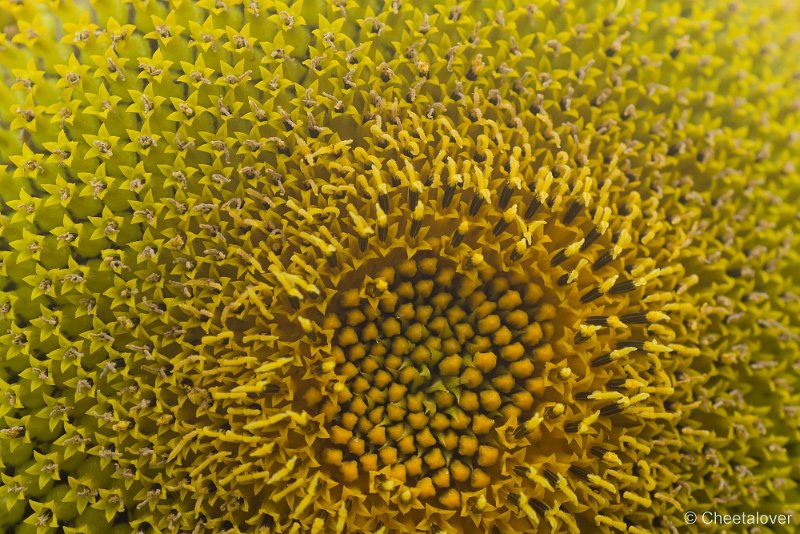 _DSC6978.JPG - Natuurtuin 't Loo