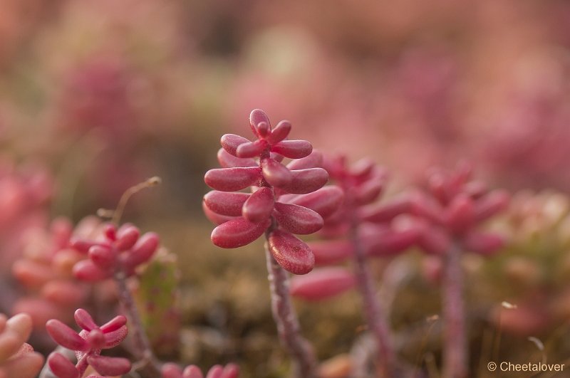 _DSC7046.JPG - Natuurtuin 't Loo
