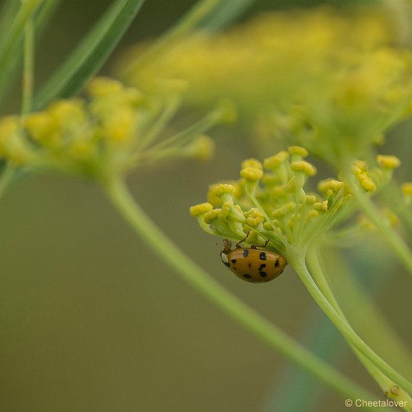 _DSC7056.JPG - Natuurtuin 't Loo
