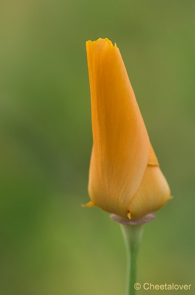 _DSC7096.JPG - Natuurtuin 't Loo