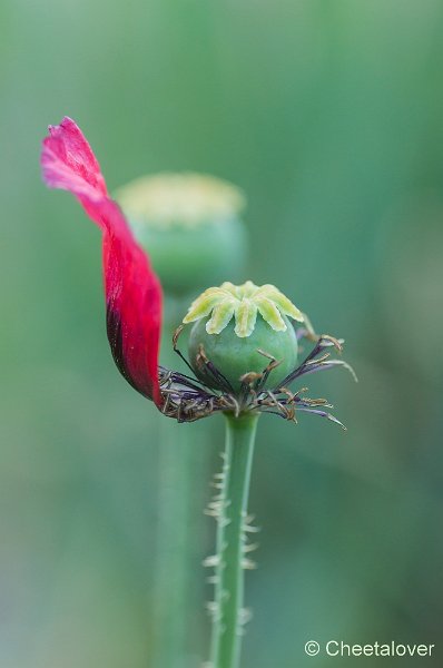 _DSC7113.JPG - Natuurtuin 't Loo