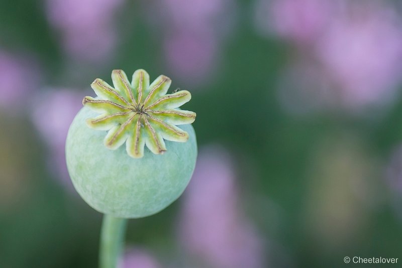 _DSC7117.JPG - Natuurtuin 't Loo