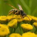 _DSC7015