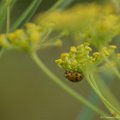 _DSC7056