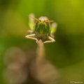 _DSC5079