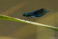 _DSC1701