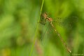 _DSC1802