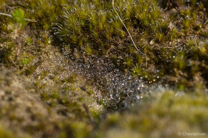 _DSC0567.JPG - Huis ter Heide