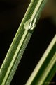 _DSC0515