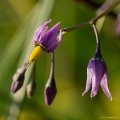 _DSC0517