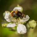 _DSC0555