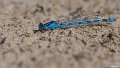 _DSC0610