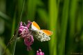 _DSC8360