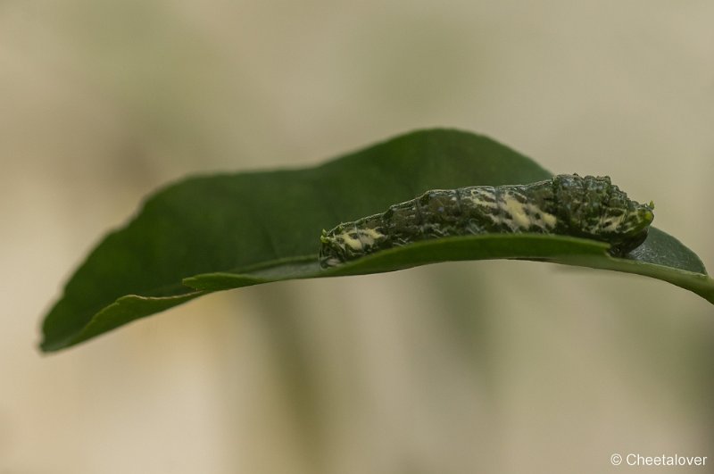 _DSC9115.JPG - Vlindersafari