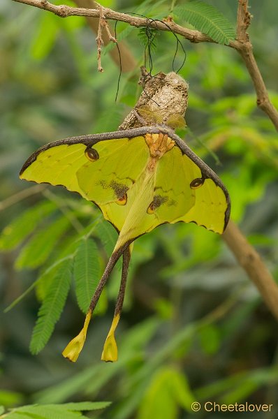_DSC9146.JPG - Vlindersafari