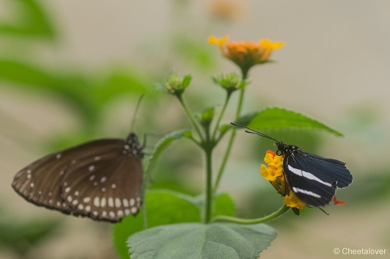 _DSC9166.JPG - Vlindersafari