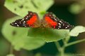 _DSC8994