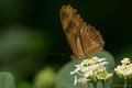_DSC8995
