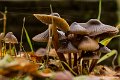 _DSC0008