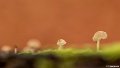 _DSC0121
