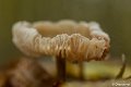 _DSC0171