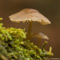 _DSC0231