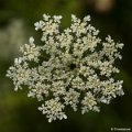 _DSC0107