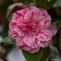_DSC0151