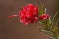 _DSC0368