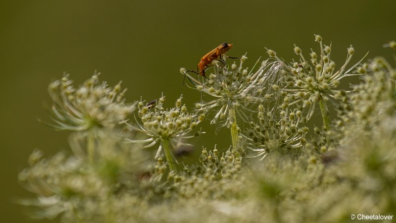 _DSC0057.JPG - Natuurtuin Kandoel